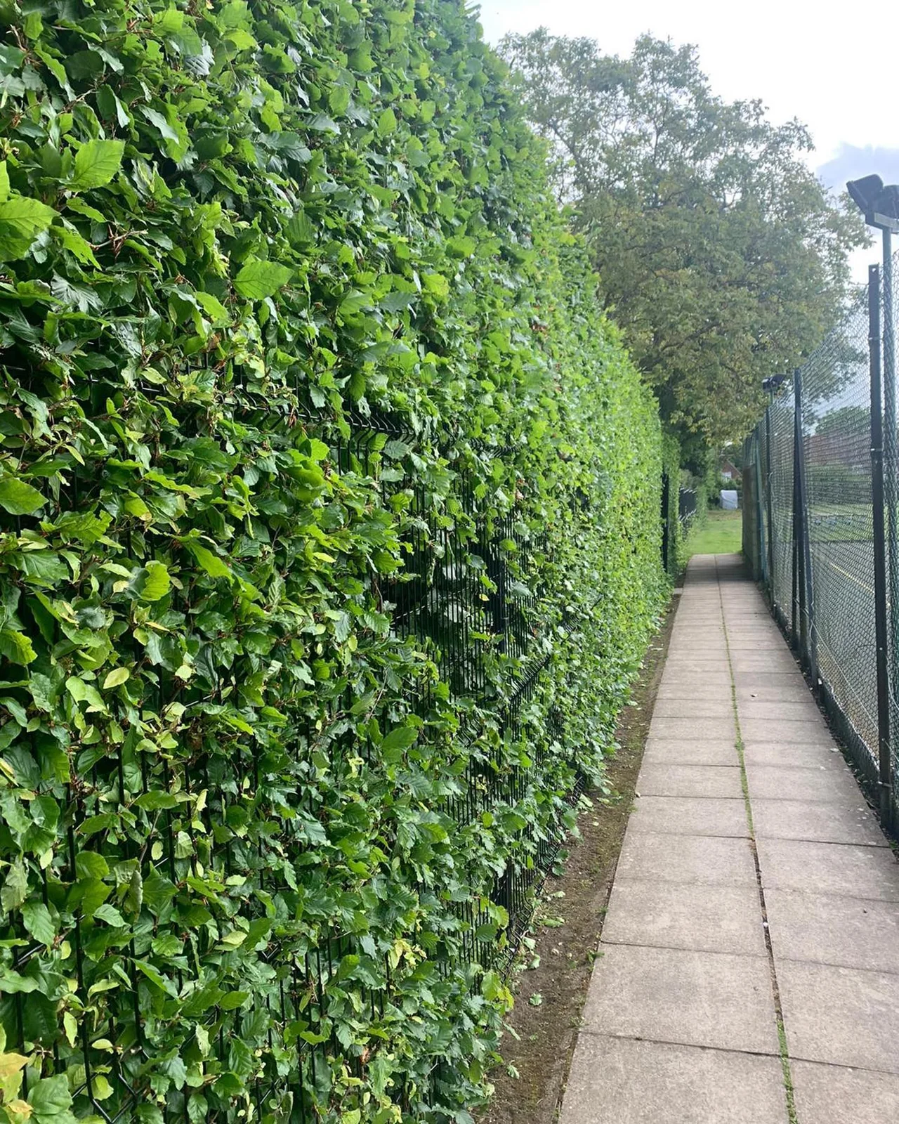 Hedge & entrance maintenance — photograph 2