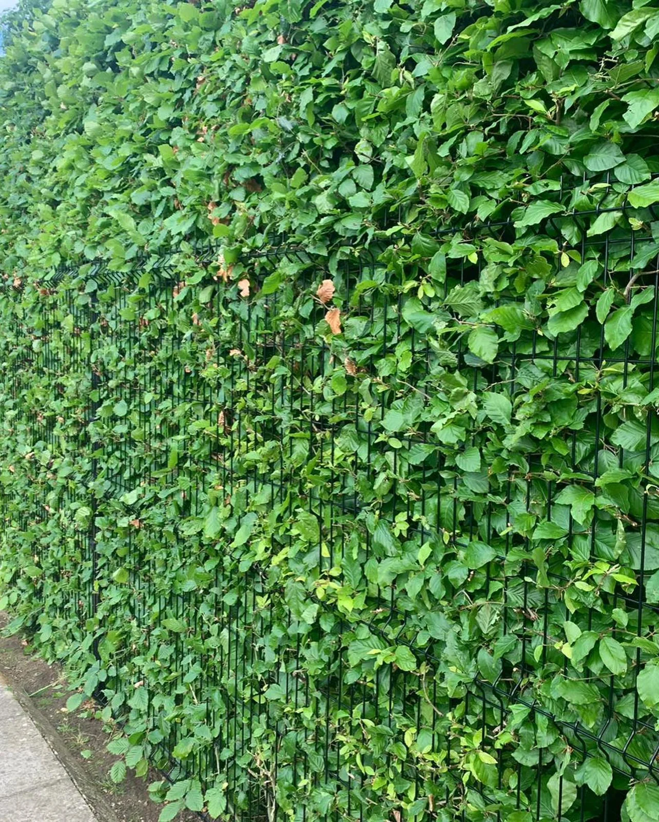 Hedge & entrance maintenance — photograph 4