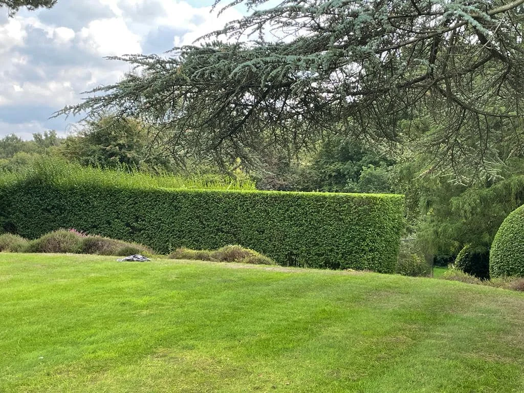 Lawn & hedge care — photograph 1