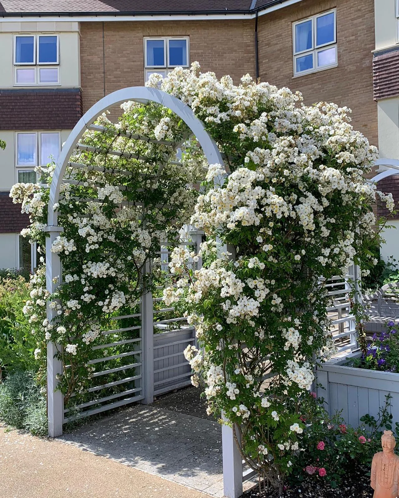 Rose arches & planting — photograph 3