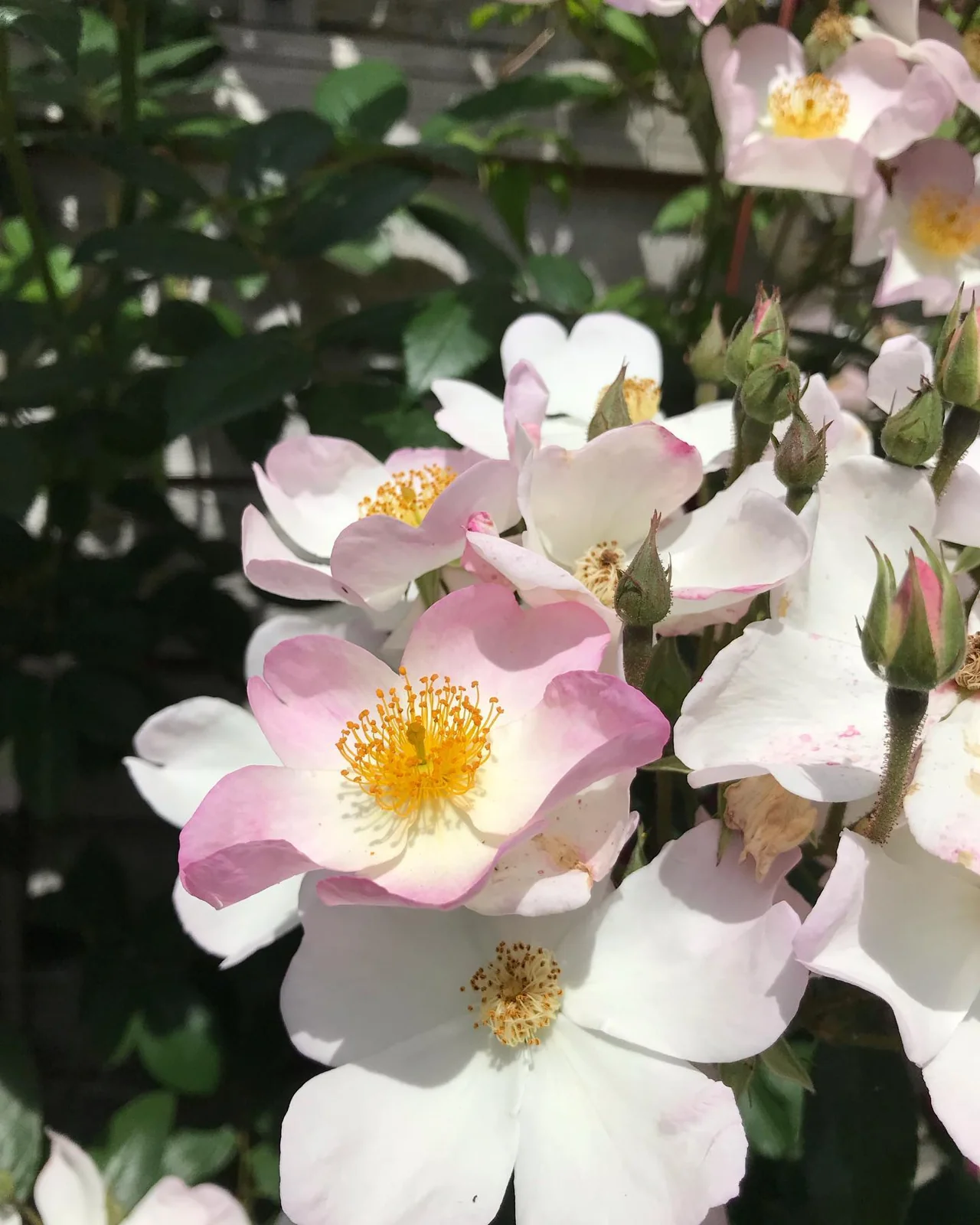 Rose arches & planting — photograph 5
