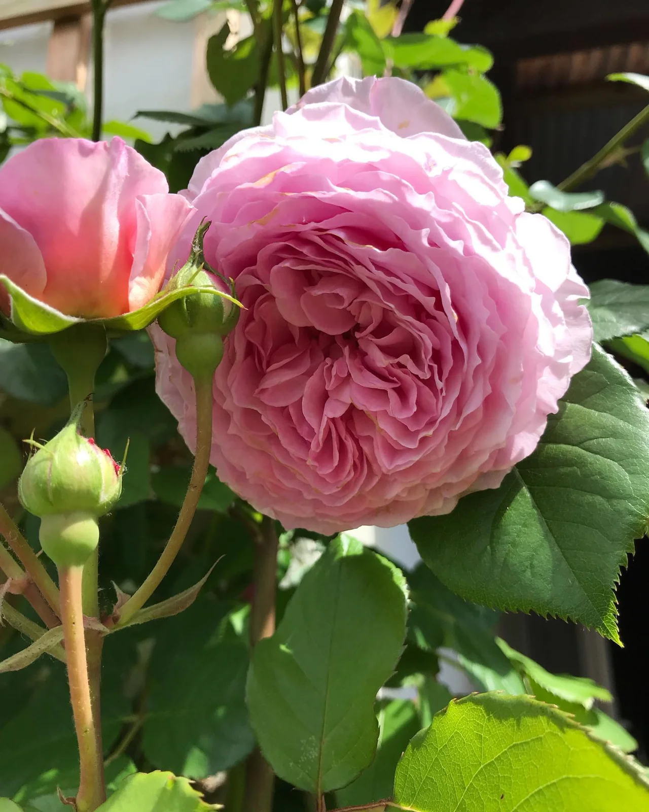 Rose arches & planting — photograph 6