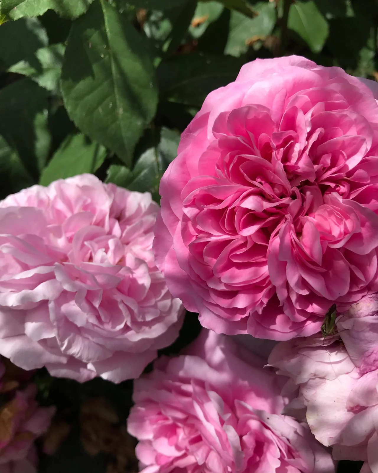 Rose arches & planting — photograph 7