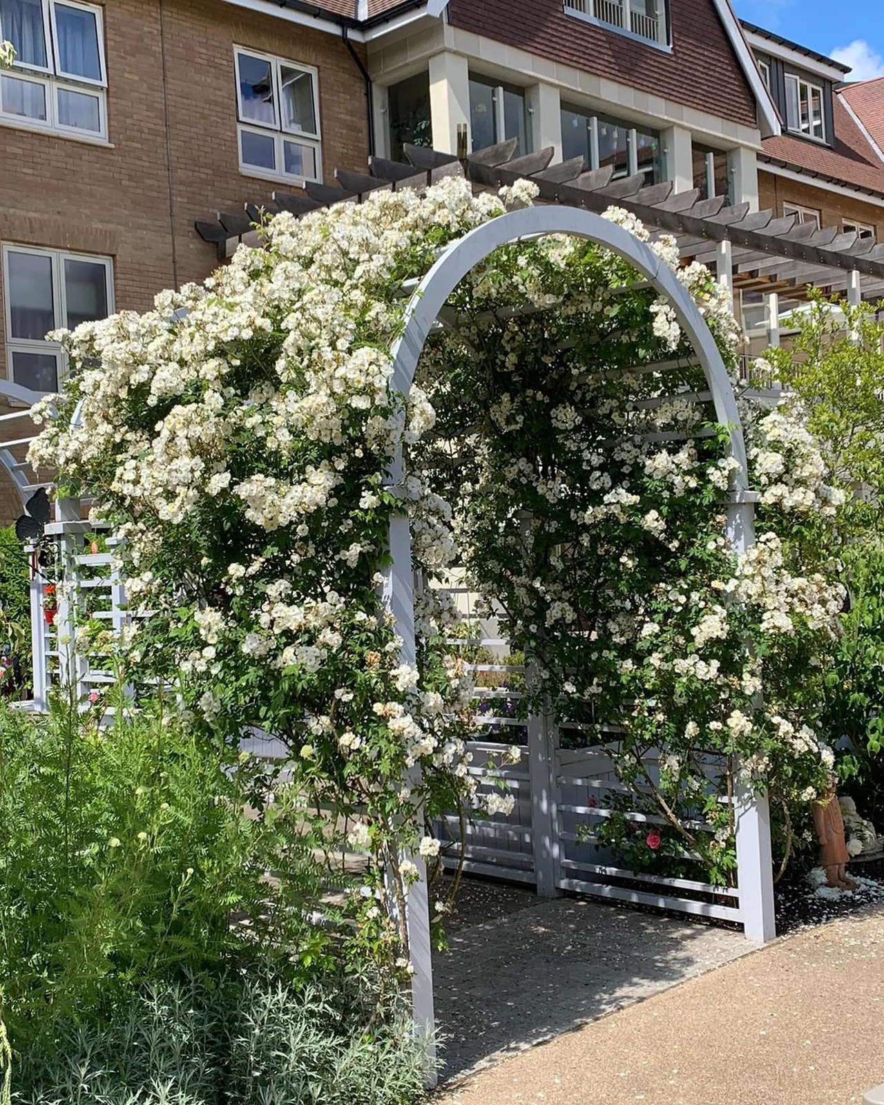 Rose arches & planting — photograph 1